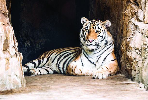 बाघले गुफालाई आफ्नो बासस्थान बनाएको छ।