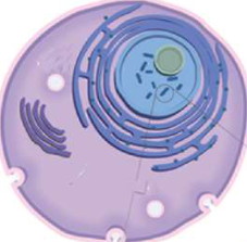 One body cell: the chromosomes are kept inside the round nucleus near its centre.