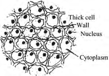 Collenchyma: living cells whose walls are thickened at the corners