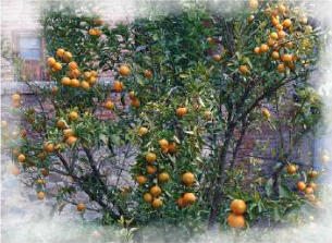 An orange tree: an angiosperm, whose seeds are enclosed in fruit.
