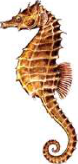 Sea horse: it swims upright, yet it is a fish