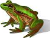 Frog: it has no chlorophyll and lives by eating other organisms.