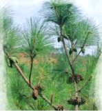 Pinus: its seeds lie uncovered on the scales of its cones