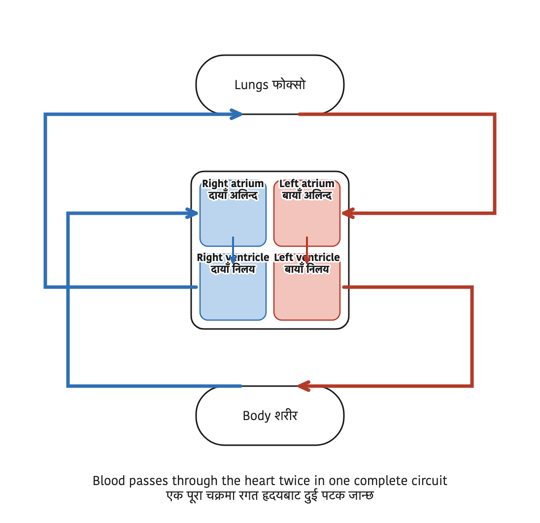 Blood circulation: the pulmonary circuit to the lungs above and the systemic circuit to the body below, both joined at the heart