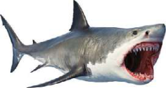 Shark: a large fish of the sea