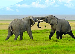Tusks at work. The tusk an elephant uses more becomes worn down, and that worn tusk is the dominant one, just as a much used hand shows whether a person is right handed.