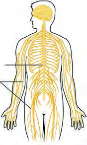 The peripheral nervous system: nerve fibres leave the brain and the spinal cord and spread like a web to every part of the body.