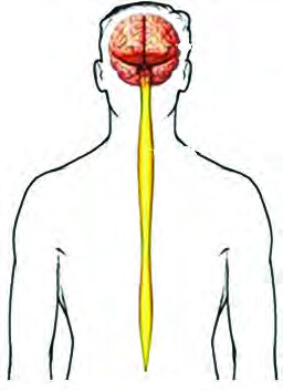 The central nervous system: the brain and the spinal cord lie along the very middle of the body, from the head down the back.