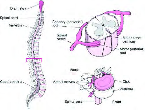 The spinal cord: it runs inside the vertebral column, and the cut section shows where the sensory root enters and the motor root leaves.