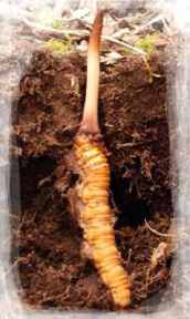 The lower part is the dead caterpillar in the soil; the upper part is the fungus growing out of it
