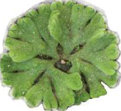 Riccia: a bryophyte whose thallus spreads flat in a rosette on the ground.