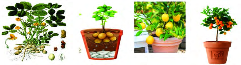 A groundnut plant, a potato plant, a lime plant and an orange plant. Find the pairs of plants that match.