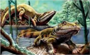 Amphibians able to live both in water and on land, showing how life moved from the sea onto the ground.