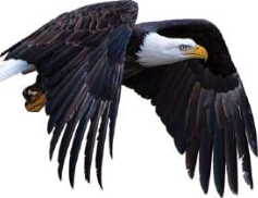 An eagle: a bird with feathers and a beak, which lays eggs.
