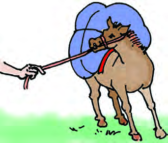 The man drags his old donkey by the rope. He will not feed a donkey that cannot work.