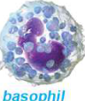 Basophil: a granular white blood cell whose dark granules almost hide its nucleus.