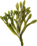 Fucus: a large sea alga with no separate root, stem or leaf.