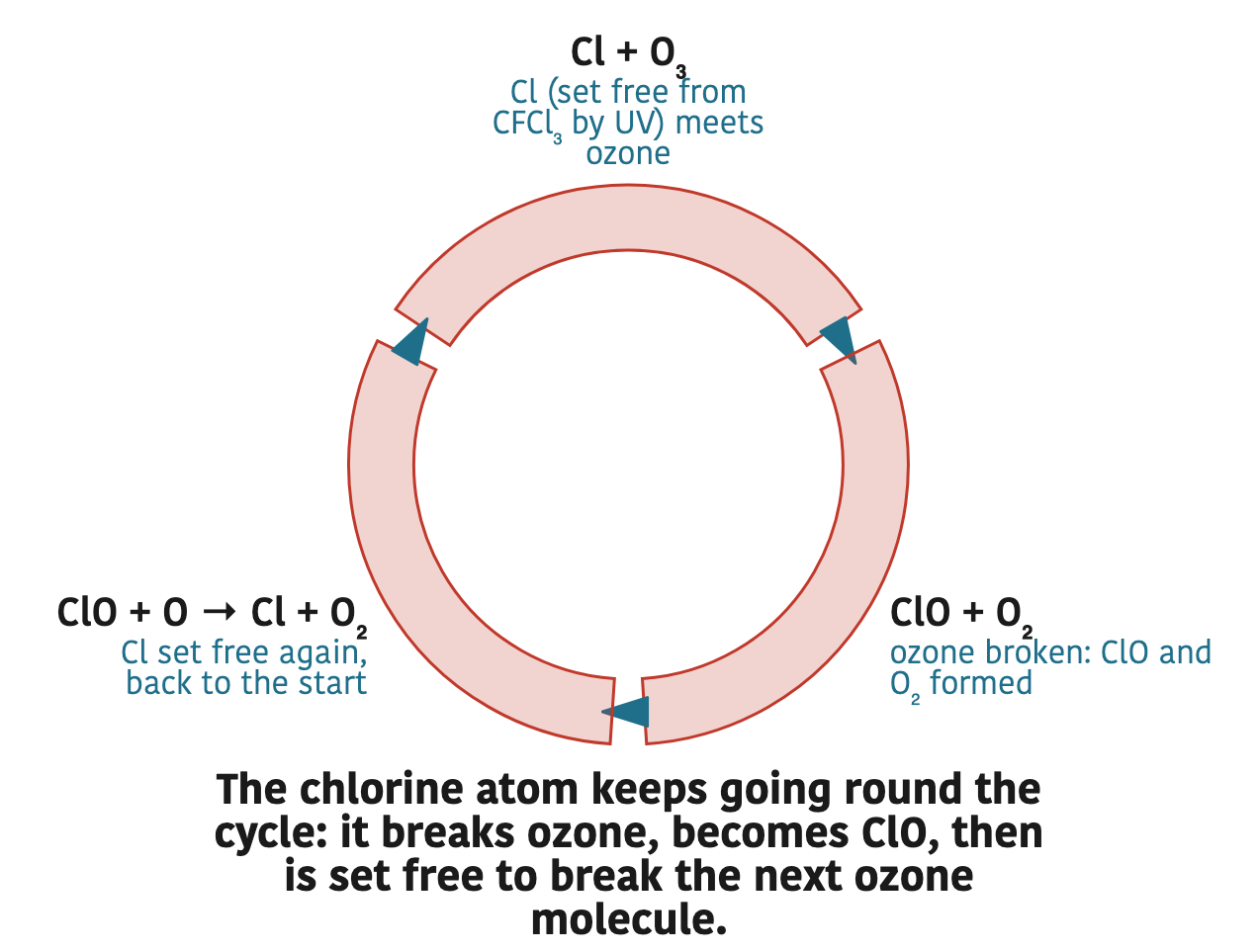 The chlorine atom keeps going round the cycle: it breaks ozone, becomes ClO, then is set free to break the next ozone molecule.