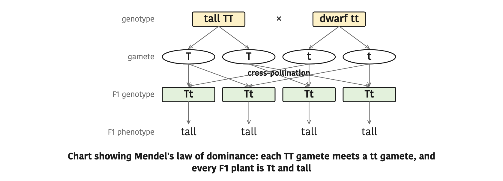 Chart showing Mendel's law of dominance: each TT gamete meets a tt gamete, and every F1 plant is Tt and tall