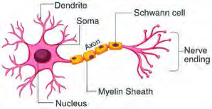 A neuron: its dendrites, cell body, myelin covered axon and nerve endings, the whole path a signal travels