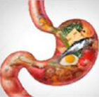 Digestion: food is broken down into new, simpler substances inside the stomach and intestines.