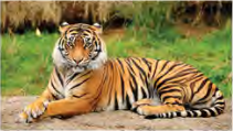A tiger in its own hunting ground. Large animals like this can survive only where a big natural area is left for them.