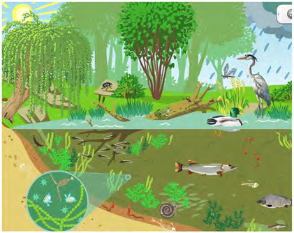 Living things above the water and below it in a single place. Water, soil, sunlight, plants, fish and birds together form one working system.