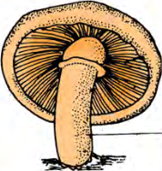A mushroom is easy to see, yet it has no roots, stem or leaves to point at.