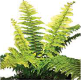 Fern: it has chlorophyll and makes its own food.