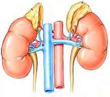 One adrenal gland sits like a cap on the upper part of each kidney.