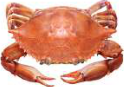 Crab: jointed legs under a hard shell, living in water