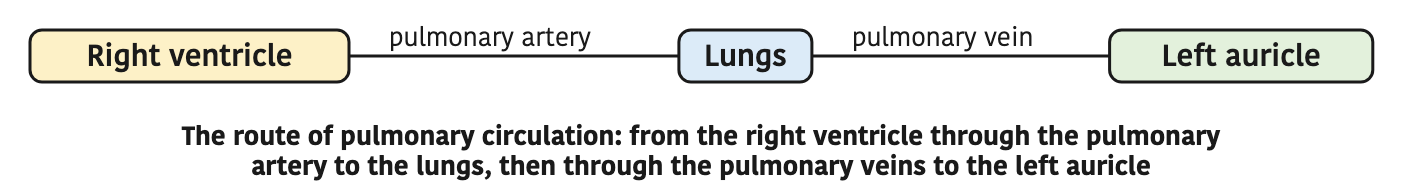 The route of pulmonary circulation: from the right ventricle through the pulmonary artery to the lungs, then through the pulmonary veins to the left auricle