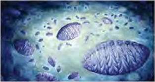 Single-celled living things drifting in water, the first life of this eon.
