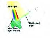 When sunlight falls on a green leaf, only the green waves are reflected back to the eye and the other colours are absorbed by the leaf. That is why the leaf looks green.