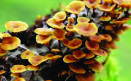 Mushrooms growing on dead wood: decomposer fungi that take their food from decaying matter