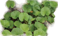 Asiatic pennywort (Ghod tapre): round leaves spreading close to the ground