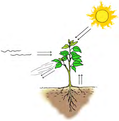 Water climbs up from the roots, carbon dioxide goes into the leaf, and the oxygen that is made leaves the plant through the leaf.