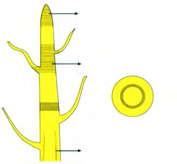 On a plant the apical meristem sits at the tip, the intercalary meristem around the nodes and the lateral meristem along the sides