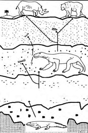 As layer after layer settles on the lake bed, animals of different ages get buried in different layers, and the lowest layer is always the oldest.