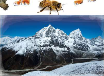 Snow-covered Himalayan peaks. As the temperature rises, this snow and ice melt and the mountains are left bare.