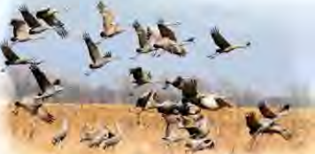A flock of large birds rising over an open field: migrating birds travel together and must rest and feed along the way.