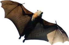 A bat: a mammal with hair, which gives birth and suckles its young.