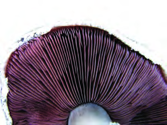 The gills packed in thin plates under the pileus: this is where the spores are made.