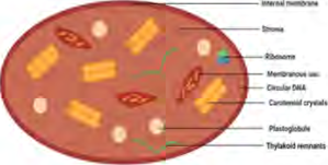A chromoplast, carrying the pigments that give colours other than green.