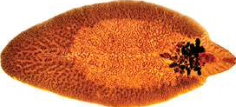 Liver fluke: flat and leaf-shaped, the body plan that gives flatworms their name.