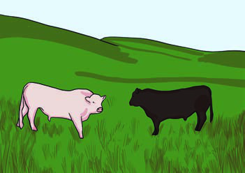 Two bulls face each other in a field. The bulls must fight.