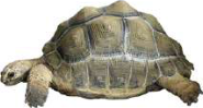 Tortoise, a slow reptile that cannot survive once its habitat is lost