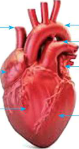 The outside of the human heart: a cone-shaped muscular organ, broad at the top where the large blood vessels join and narrowing to a point at the bottom.