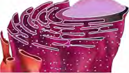 Endoplasmic reticulum spread like a net, hollow inside, with grains of ribosome stuck on its outer surface.