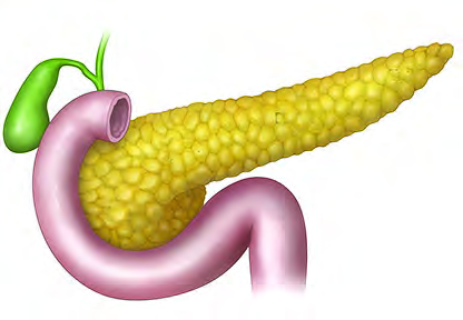 The pancreas lies stretched inside the loop of the duodenum, behind the stomach.